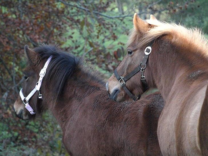 Islænder Dís fra Martinez - Dís med Thor. Foto: Mig billede 9