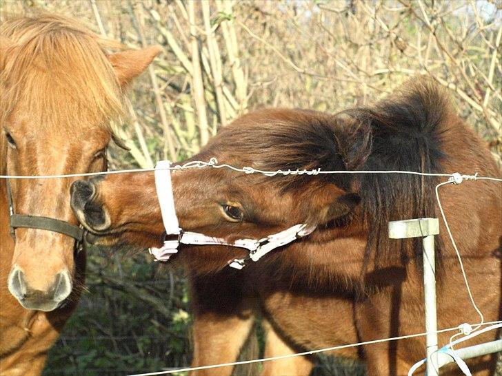 Islænder Dís fra Martinez - Thor skal lige drilles ;) Foto: Mig billede 10