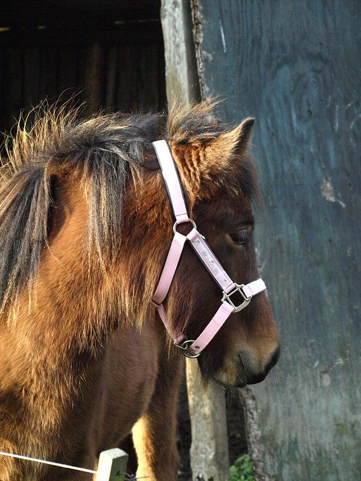 Islænder Dís fra Martinez - Dís super smukke hoved, og hende fine lyserøde grime ;) Foto: Mig billede 11