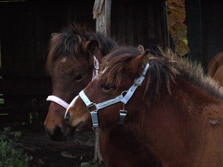 Islænder Dís fra Martinez - Dís hilser på Fyrsta for første gang! Foto: Mig billede 12