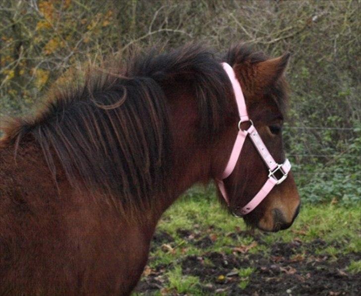 Islænder Dís fra Martinez - Hun har en lækker hals! Foto: Mig billede 13