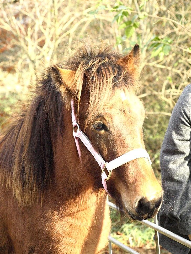 Islænder Dís fra Martinez - Hun er ret kær på det her billede. Foto: Mig billede 14
