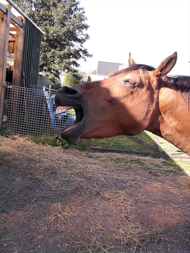 DSP zeba  - Gaab Foto Mig. billede 12