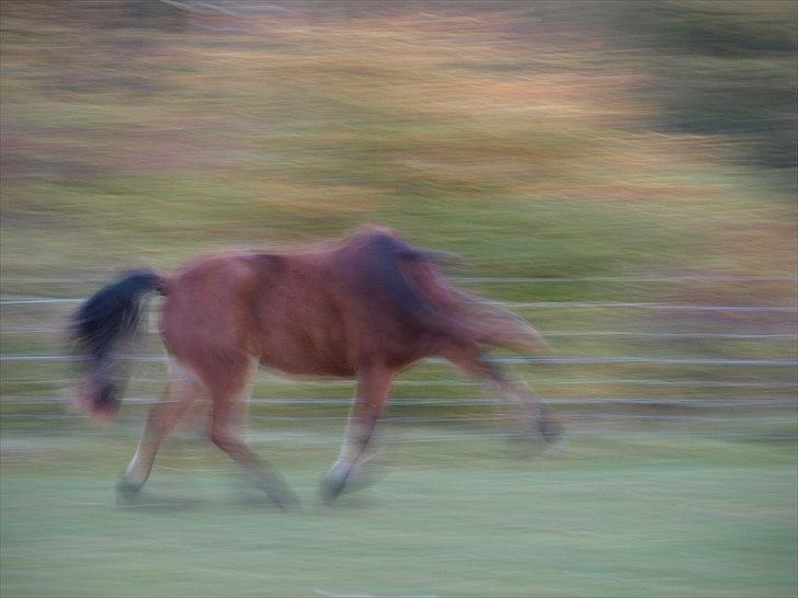 Islænder Dís fra Martinez - Da vi så hende, kameraet var ikke indstillet korrekt. Foto: Mor billede 15