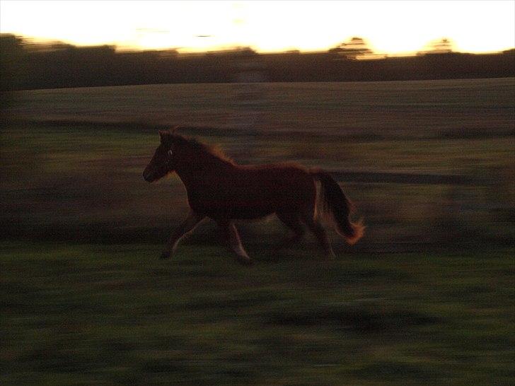 Islænder Dís fra Martinez - Hendes lækre trav! Foto: Mig - ved godt at det er mørkt, men solen var ved at gå ned! billede 16