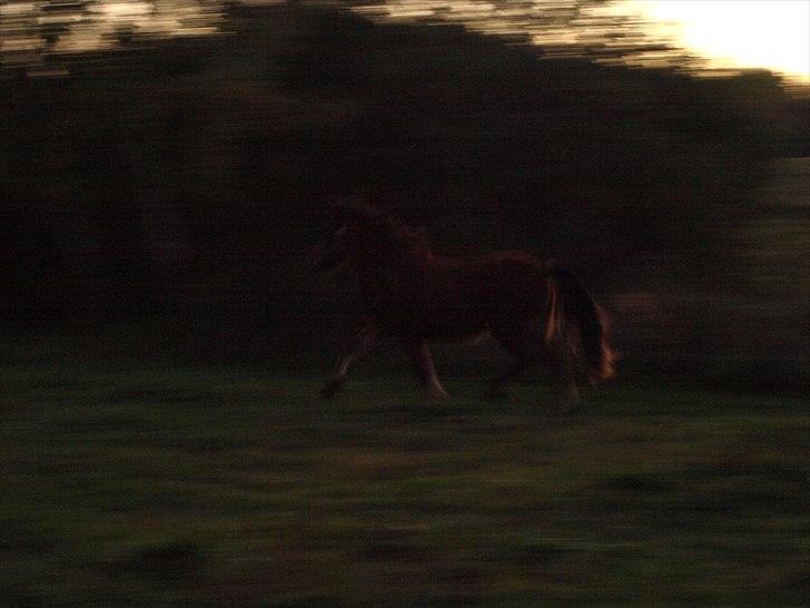 Islænder Dís fra Martinez - Igen i trav - nr 2 gang vi så hende! Foto: Mig billede 17