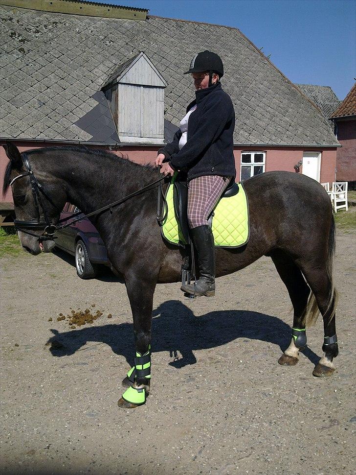 Anden særlig race  flik flak billede 3