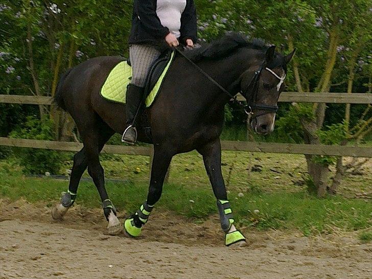 Anden særlig race  flik flak billede 2