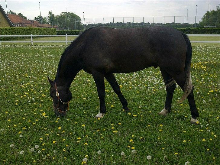 Anden særlig race  flik flak billede 4