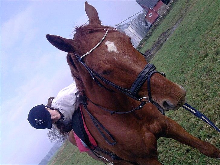 Dansk Varmblod Bækgårdens Amazing SOLGT - Første gang jeg ligger på ham billede 8