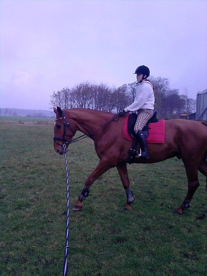 Dansk Varmblod Bækgårdens Amazing SOLGT - Ja så kom jeg da helt op og side på ham og han tog det bare så pænt billede 9