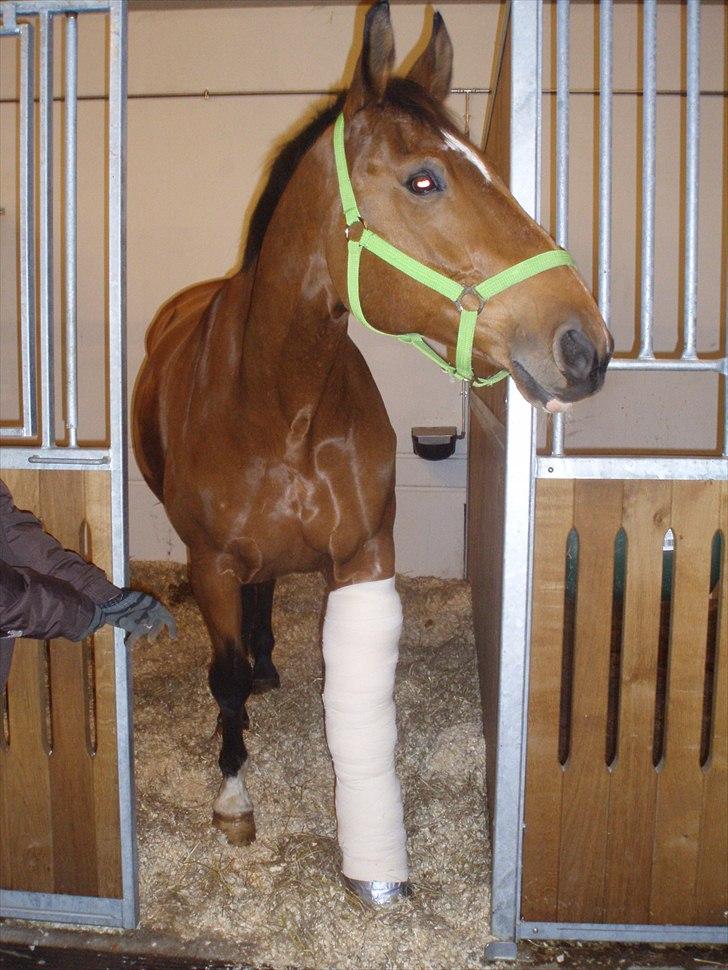 Dansk Varmblod My Lightfoot Lime R.I.P Himmelhest - selvom man har brækket benet, er man stadig glad billede 12