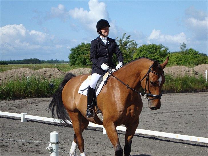 Dansk Varmblod My Lightfoot Lime R.I.P Himmelhest billede 15