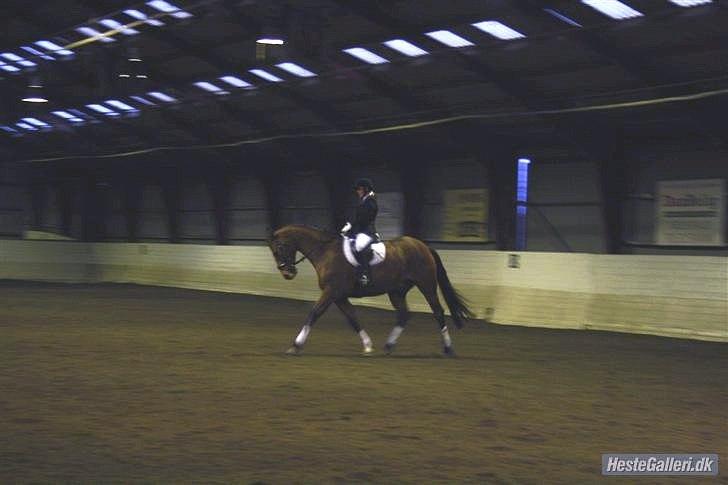 Dansk Varmblod My Lightfoot Lime R.I.P Himmelhest billede 16