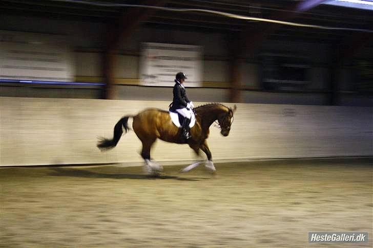 Dansk Varmblod My Lightfoot Lime R.I.P Himmelhest billede 17