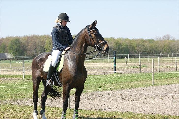 Hollandsk Varmblod  l »Padyarda« - Min elskede hest! <3 billede 19