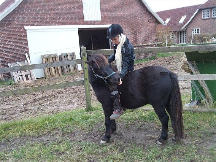 Anden særlig race Billund - Billund <3 billede 5