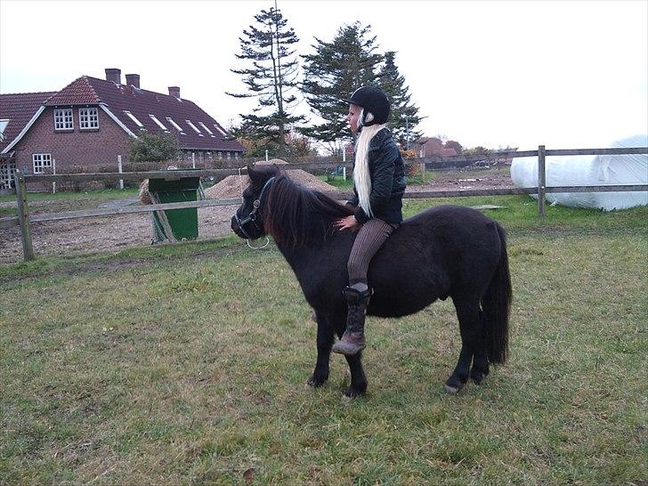 Anden særlig race Billund - Det går meget fremad med tilridningen <3 billede 6