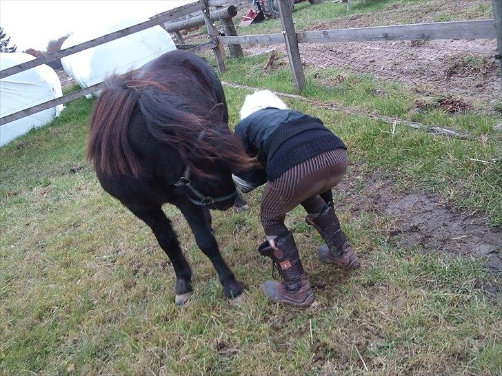 Anden særlig race Billund billede 10