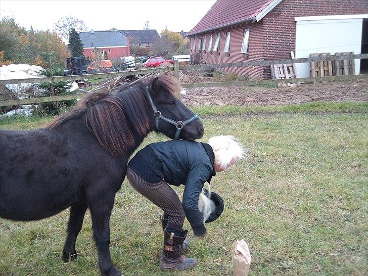Anden særlig race Billund - Det her var komisk (: Jeg gik ind for at tage godbidderne så han ik åd dem allesammen, men så fik han ogs øje på dem så da jeg stoppede for at tage dem op fortsatte han bare direkte ind i mog (; <3 Søde pony <3 billede 12