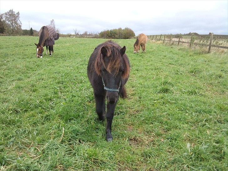 Anden særlig race Billund - ..Bullind på folden <3 Inden træning (; billede 14