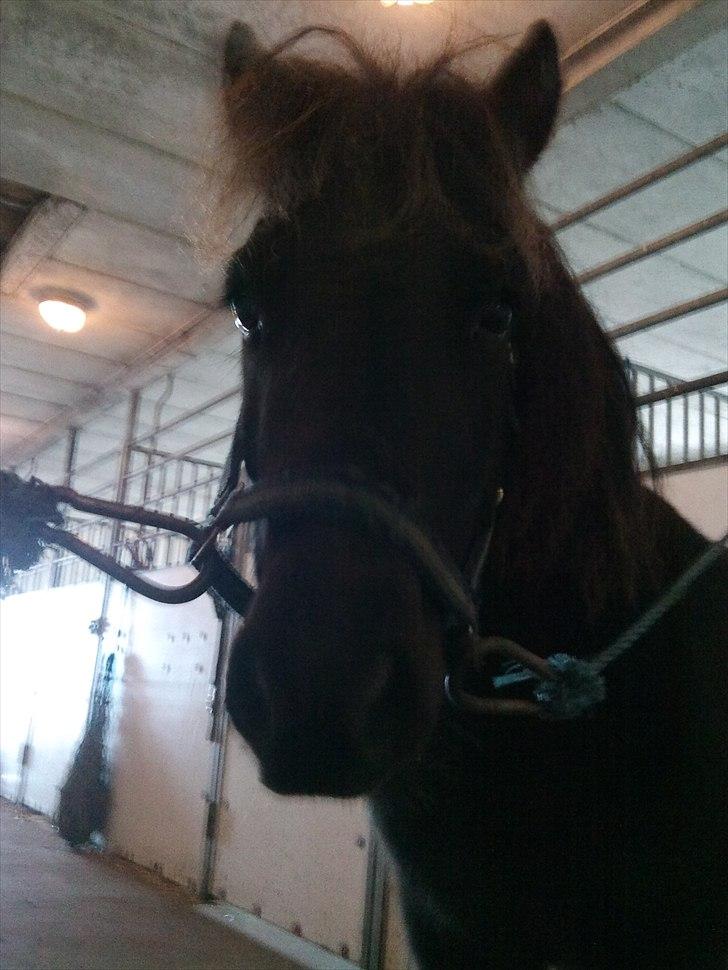 Anden særlig race Billund - Billund på staldgangen <3 billede 17