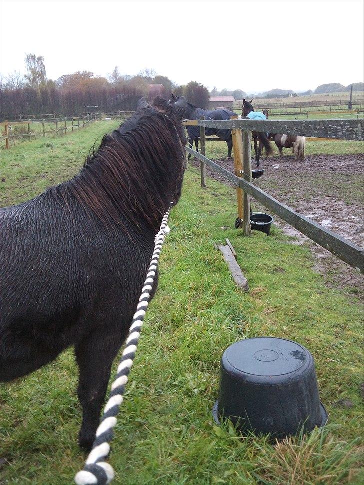 Anden særlig race Billund - ..Tak fordi i kiggede med <3 Smid gerne en kommentar og en karakter (; billede 18