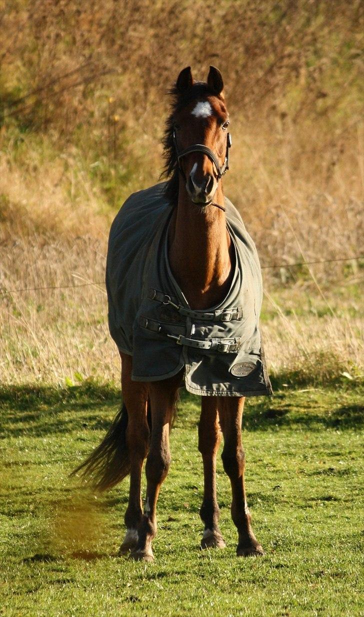 Tysk Sportspony Baron <3 solgt - (Fotograf Mig :D ) billede 8