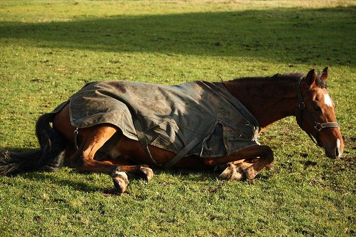 Tysk Sportspony Baron <3 solgt - (Fotograf Mig :D ) billede 9