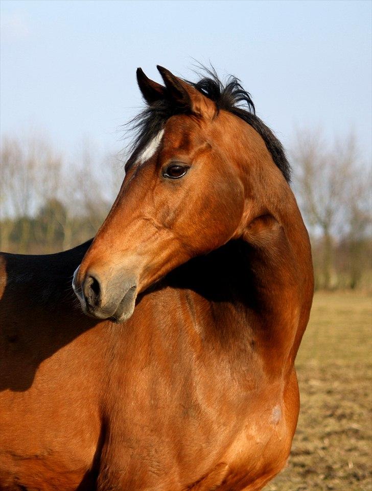 Tysk Sportspony Baron <3 solgt - Min dejlige dreng <3 (Fotograf Mig :) billede 10