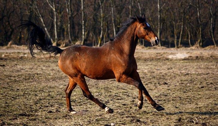 Tysk Sportspony Baron <3 solgt - (Fotograf mig :) ) billede 11