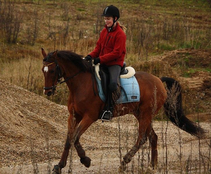 Tysk Sportspony Baron <3 solgt - (Fotograf mor ) billede 12