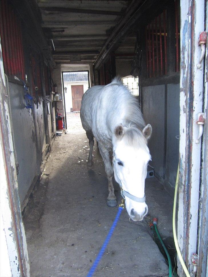 Anden særlig race Futte(part) - Futte der skla på fold billede 1