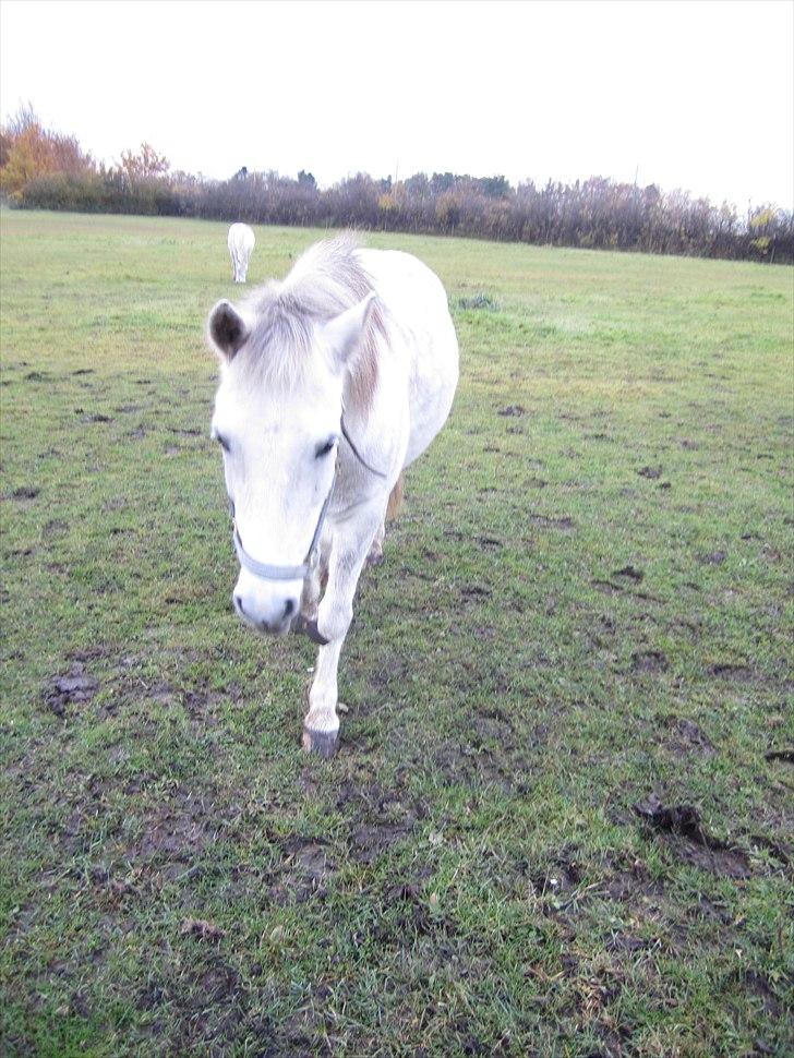 Anden særlig race Futte(part) - Futte ind fra fold billede 2
