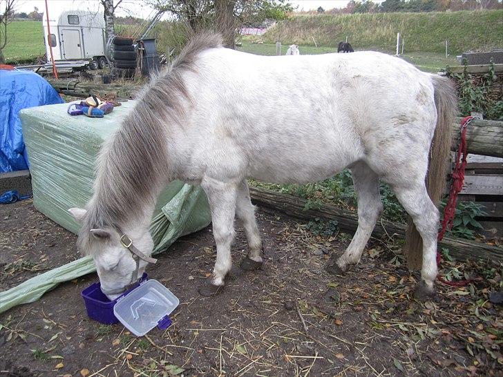 Anden særlig race Futte(part) - Futte der spiser min strigle kasse <3 billede 3