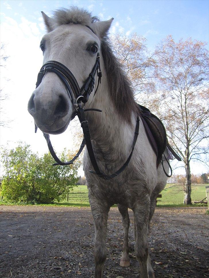 Anden særlig race Futte(part) billede 4