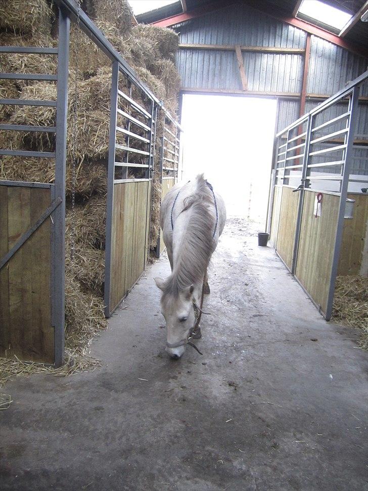 Anden særlig race Futte(part) - Futte i heste stalden billede 5