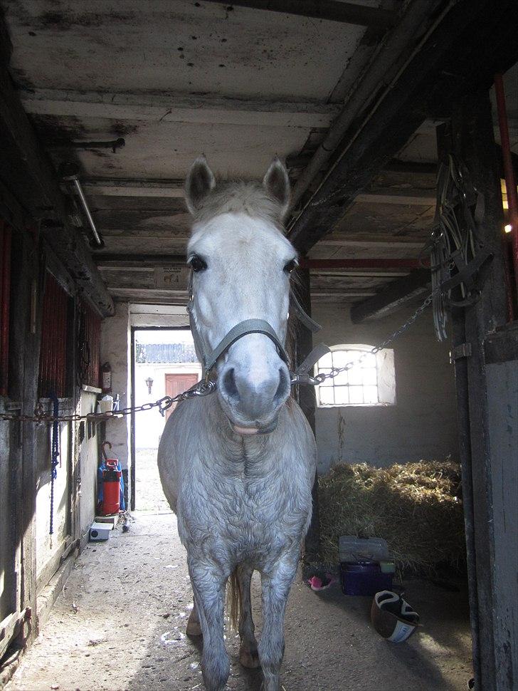 Anden særlig race Futte(part) - Futte på staldgangen billede 6