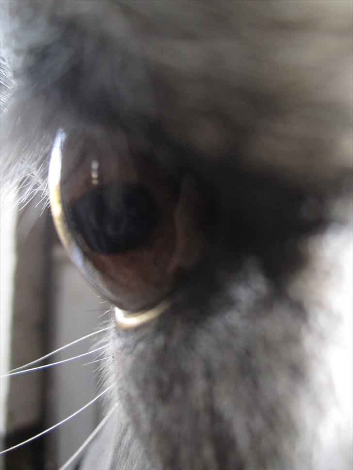 Anden særlig race Futte(part) - Ja :D det er hvad det ligner billede 7