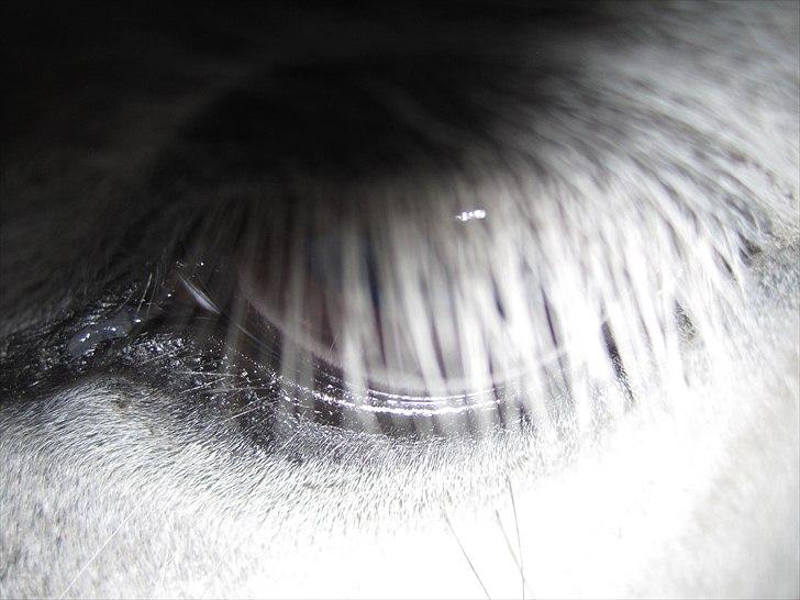 Anden særlig race Futte(part) - Det er igen hvad det liger <3 billede 8