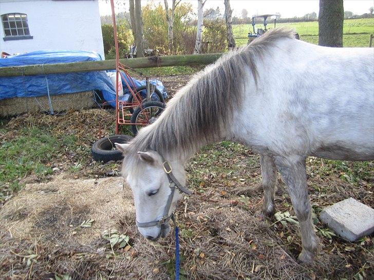 Anden særlig race Futte(part) - Frække futte fri af træktorvet :) billede 9