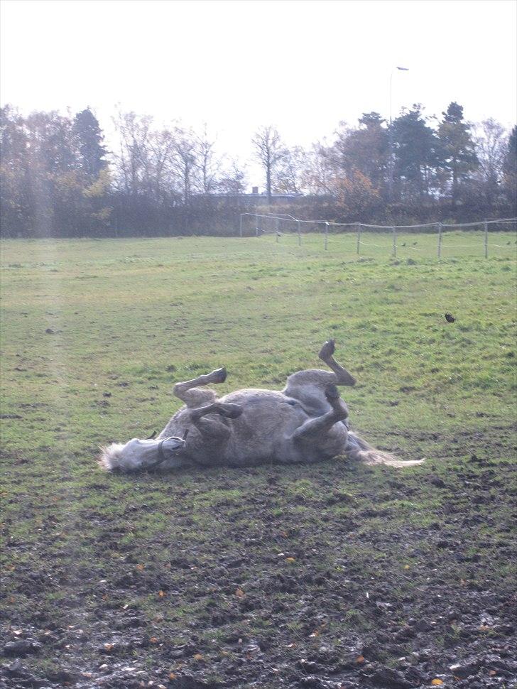 Anden særlig race Futte(part) - HAHA, futte gider ikke ve ren så han rullede sig i en mudderpøl<3 That´s my boy <3 billede 10