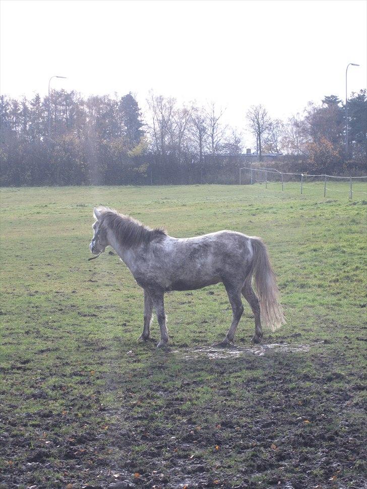 Anden særlig race Futte(part) - Se min lille beskidte dreng :D billede 11