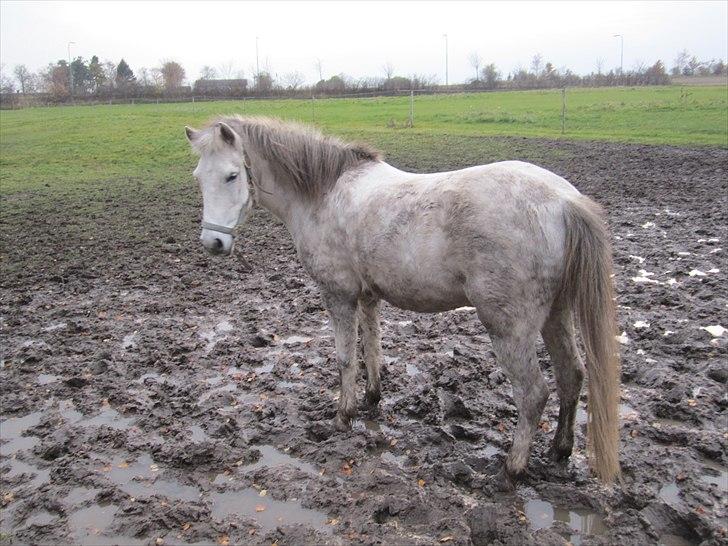 Anden særlig race Futte(part) - Futte er fornærmet over det er ham jeg lukker sidst ind HAHA billede 12