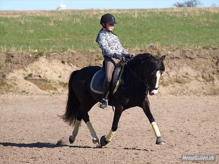 Anden særlig race Blue Eye´D Girl - A pony SOLGT! - 2. mig og putte træner den 9 april.      billede 2