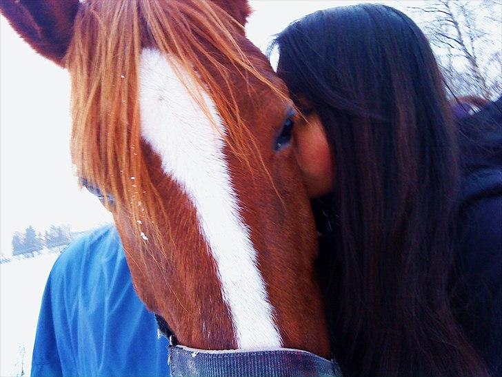 Hollandsk Varmblod ¨˜”°º• Rosa•º°”˜¨ Elsket & savnet. - ”Don´t walk in front of me, I may not follow. Don´t walk behind me, I may not lead. Just walk beside me and be my friend.” - Albert Camus billede 7