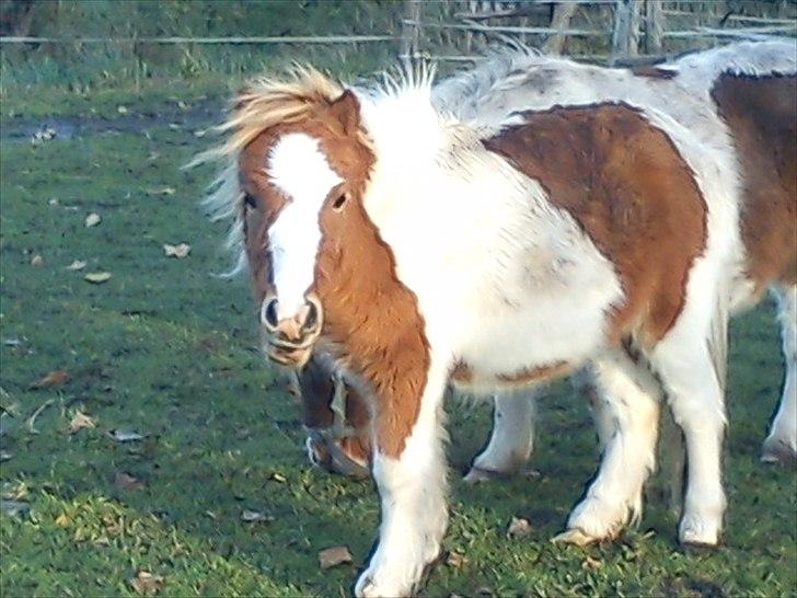 Shetlænder Coco<3 billede 9