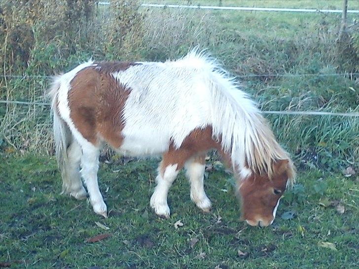 Shetlænder Coco<3 billede 10