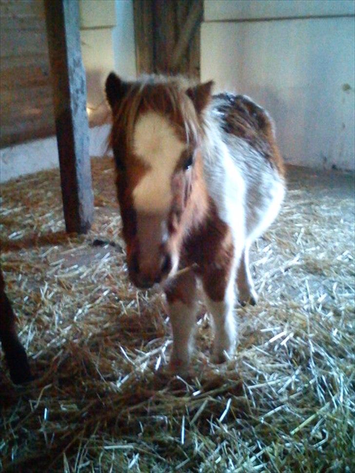 Shetlænder Coco<3 billede 11