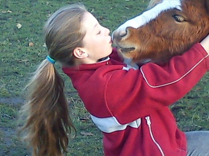 Shetlænder Coco<3 - Dejlig kys<3 billede 12